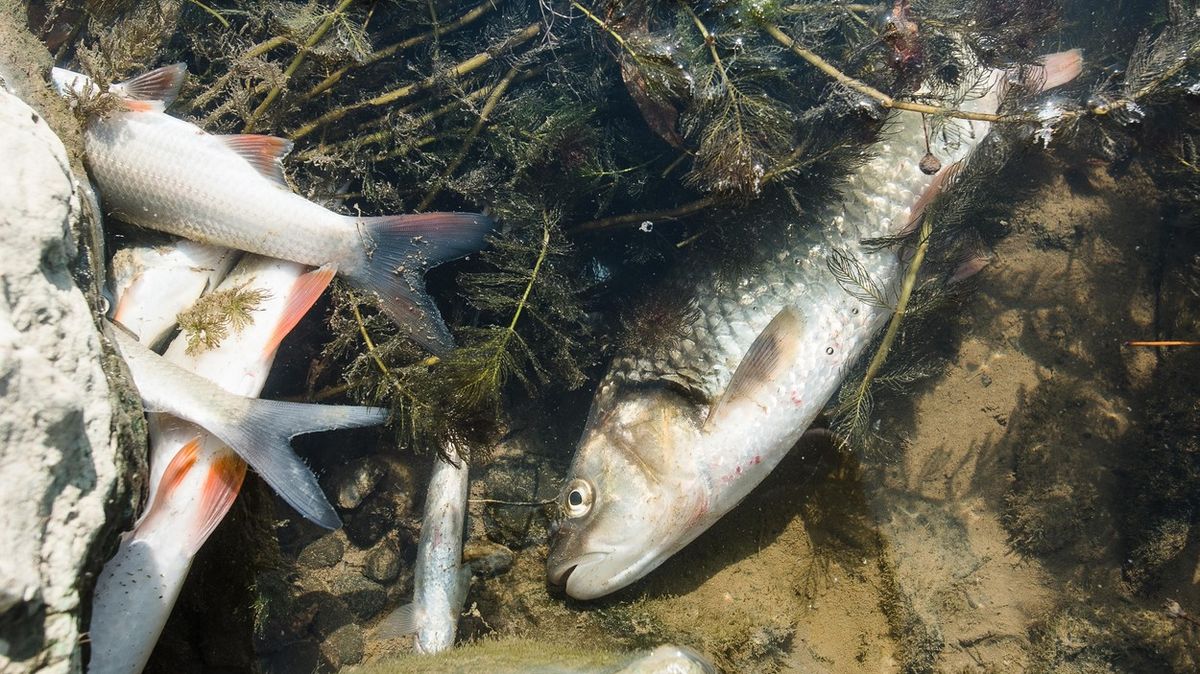 Obrazem: Otrávené ryby v Bečvě, viníka neznáme ani po více než dvou letech